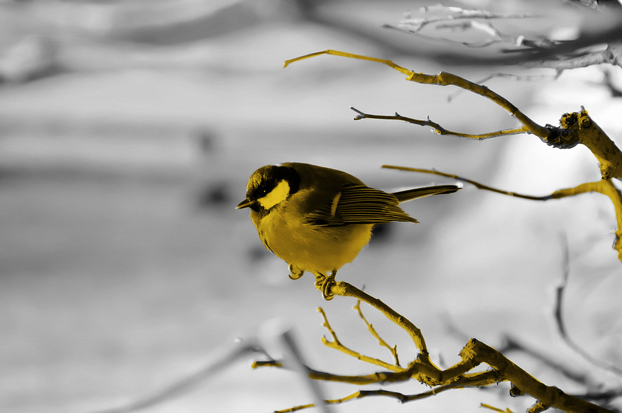bird-sitting-on-tree-branch bird-sitting-on-tree-branch