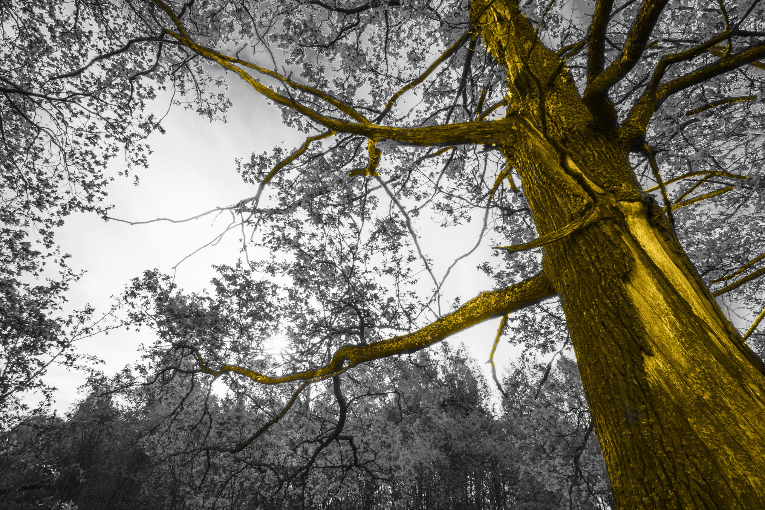 bird-sitting-on-tree-branch